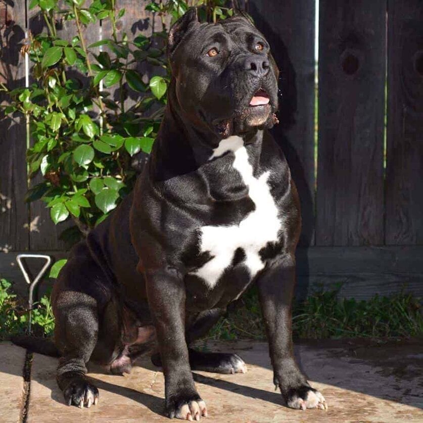 Pure Black Pitbull Puppies For Sale 2024 valley com
